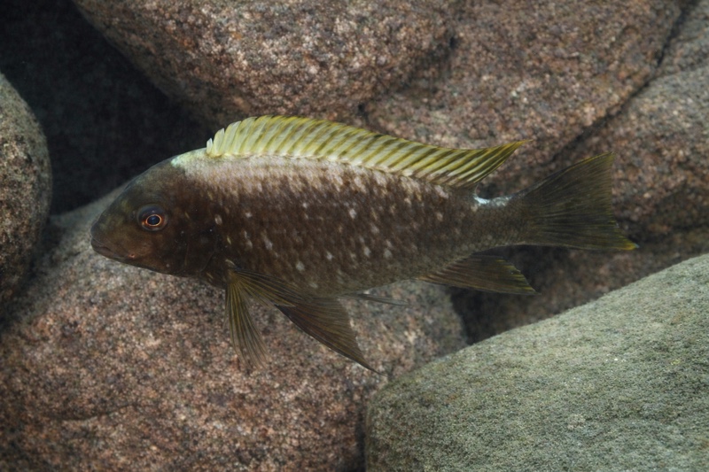 Petrochromis ephippium 'Kerenge Island'